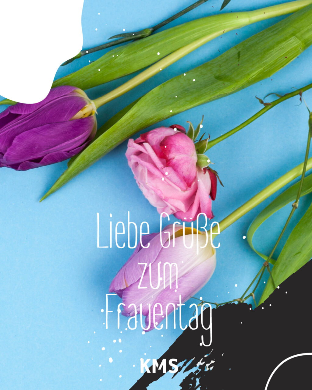 Alles Liebe zum Frauentag, rosa Tulpen auf hellblauem Hintergrund